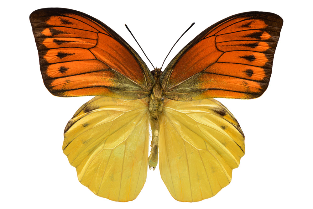 Familie der Weißlinge,    98 mm Flügelspannweite, Molukken